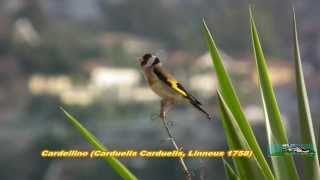 Cardellino Canta HD [upl. by Eblehs]