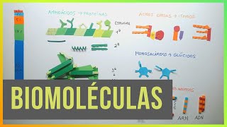 Biomoléculas Proteínas Lípidos Glúcidos y Ác Nucleicos [upl. by Eilyab]