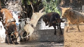 ES EL CRIADERO DE TOROS DE REPARO MÁS GRANDE CALANDO FUTURAS ESTRELLAS DE RANCHO EL GUAMÚCHIL [upl. by Lundin]