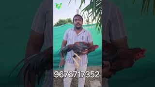 ఎనిమిది నెలలా మంచి పట్టా నవీన్ ఫార్మ్  Naveen farm  exploretrending chicken explorepage [upl. by Gemperle]