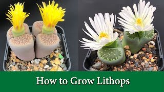 How to Water amp Care For Lithops Living Stones  Includes When to water Light Soil Fertiliser [upl. by Freya]