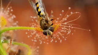 Carnivorous plant tentacles grab hold of hoverfly [upl. by Lalad]