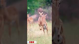 Deer 🦌🦌🦌animals slowmotions nature krugerpark shorts [upl. by Lladnar]