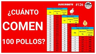 🥇CUANTO ALIMENTO se COMEN 100 POLLOS de ENGORDE desde el DIA 1 al día 42 🐣  ALIMENTACIÓN de pollos🤩 [upl. by Ibbob99]