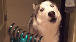 Funniest Husky Videos 🤣 🐶 Funny And Cute Dog Videos Compilation [upl. by Reginald]