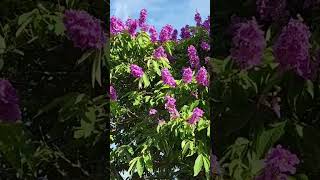 Lagerstroemia Indica flowers [upl. by Littman]