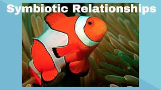 Examples of Symbiotic Relationships [upl. by Mable]