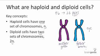 521 Haploid v Diploid [upl. by Odrareg]