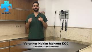 KEDİLERDE KIZGINLIK DÖNEMİ NASIL ATLATILIR [upl. by Genevra]