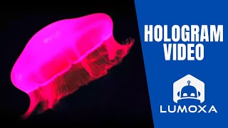 JELLYFISH  3D Animation for hologram  hélice holographique [upl. by Iadrahs833]