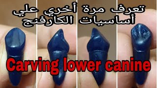 Carving lower canine شرح جميع أساسيات الكارفنج بالتفصيل [upl. by Tremann623]