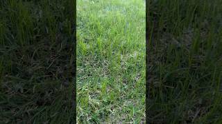 9 day update Perennial ryegrass overseed in bermuda grass DFW [upl. by Anitrebla]