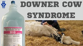 Downer Cow Syndrome [upl. by Llewkcor]