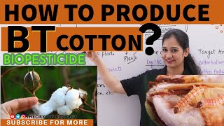 PRODUCTION OF BT COTTON MECHANISMBIOTECHNOLOGYNEET2025Recombinant DNA technology CUETKVS HTET [upl. by Fortna]