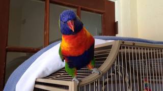 Best talking Parrot Rainbow lorikeet [upl. by Stirling216]