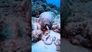 Sea Cucumber Drops Off Load Of Digested Sand  ViralHog [upl. by Edwyna]