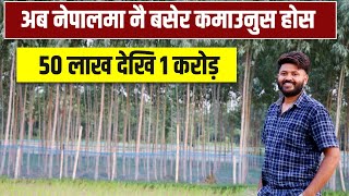 सपेता को खेती  Eucalyptus tree farming  Business in Nepal  Tulla Village Life [upl. by Shaina767]