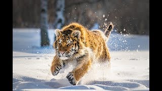 Дикая природа России Wildlife in Russia National Geographic 4K Ultra HD [upl. by Lever]