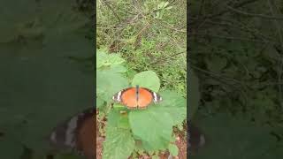 Danaid Eggfly female butterfly shortsfeed [upl. by Sager549]