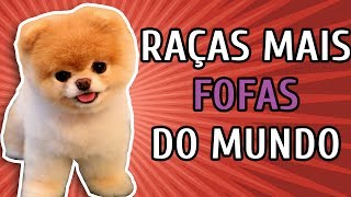 10 RAÇAS DE CACHORRO MAIS FOFAS DO MUNDO [upl. by Fitz]