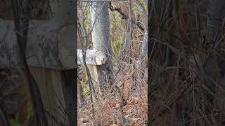 beaver gnawing on tree Elk Island National Park [upl. by Meit]