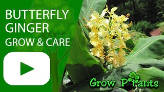 Butterfly ginger  grow amp care Hedychium [upl. by Kannry]