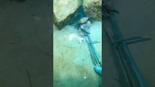 Crabs Heroic Moment Caught on Camera😱crab deepsea sea [upl. by Kalam]