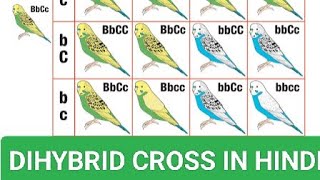 DIHYBRID CROSS l BIOLOGY lGENETICSl MENDELS LAW l GENOTYPE l PHENOTYPE l ALLELE l [upl. by Llekcir]