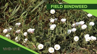 Weed of the Week 1092  Field Bindweed Air Date 31019 [upl. by Fawnia997]