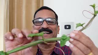 ചങ്ങലംപരണ്ട  Secrets of Single Drug Remedy for Bone amp Gynecology [upl. by Mharg]