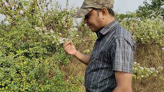 Ziziphus mauritiana Barokoli a medicinal and wild edible fruit plant of Odisha Dr Sanjeet Kumar [upl. by Alrad257]