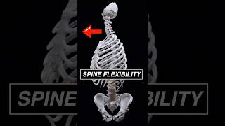 Your spine amp neck ROTATION gives you a HUGE field of vision anatomy 3d animation medical [upl. by Isadora]