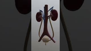 Urinary System Overview 3D [upl. by Higbee]