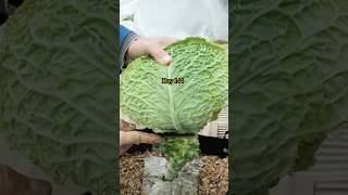 Growing Savoy Cabbage from Seed to Harvest [upl. by Davey]