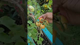 Harvesting my tomatoes [upl. by Norrek]