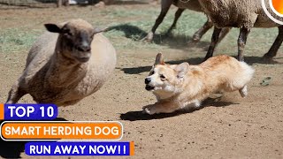 Top 10 Super Smart Herding Dog Breeds [upl. by Demott]