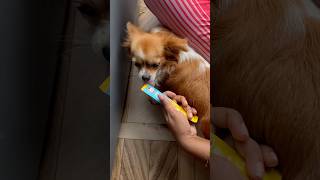 Chottu🐶 vs Chakki Poocha🐱petslover funny trending [upl. by Pulling]