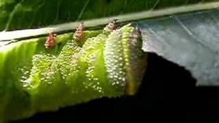 Caterpillar in action [upl. by Aihsa]