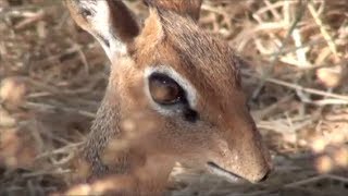 What is a DikDik [upl. by Nauqram]