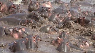 30 Hippos Defend Against One Crocodile  ViralHog [upl. by Roshelle376]