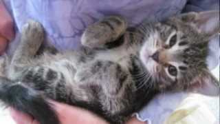 Orphaned Kitten Care How to Videos  How to Wean Orphaned Kittens onto Solid Foods [upl. by Ahsilek]