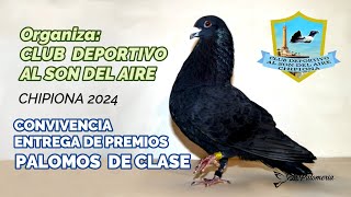 Palomos de Clase  C D Al Son del Aire  Convivencia Chipiona 2024 [upl. by Euhsoj]