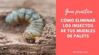 MUEBLES CON PALETS 🔝 Cómo Eliminar Insectos y Tratar la Madera  BRICOYDECO [upl. by Lucian]