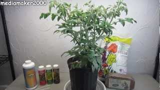 Easy Hydroponic Tomato  No Pumps Experiment DIY [upl. by Yeneffit788]