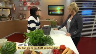 Nu kan du ha igelkott som husdjur  Nyhetsmorgon TV4 [upl. by Horace726]