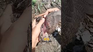 bird rescue 😢 subscribe short viral video😲 [upl. by Rehpotsirhk]