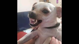 Dallas my Half mixed chihuahua dog growling So Funny Dallas chihuahua funny dog funny [upl. by Iddo]