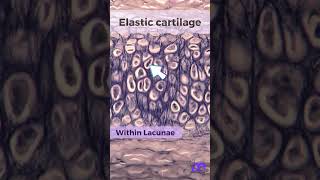 Histology of Elastic Cartilage [upl. by Nelluc10]