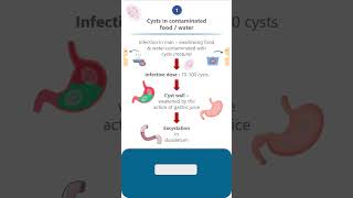 Giardia lambliaLife cycle parasitology microbiology pathology neet neetpg lifecycle science [upl. by Aelyk]