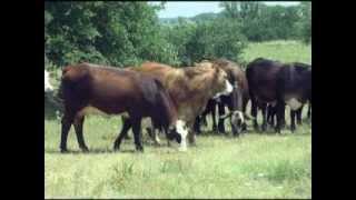 American Brahman Breeders Association Promotional Video [upl. by Ailaroc]